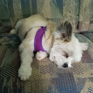 Meet your Posher, April